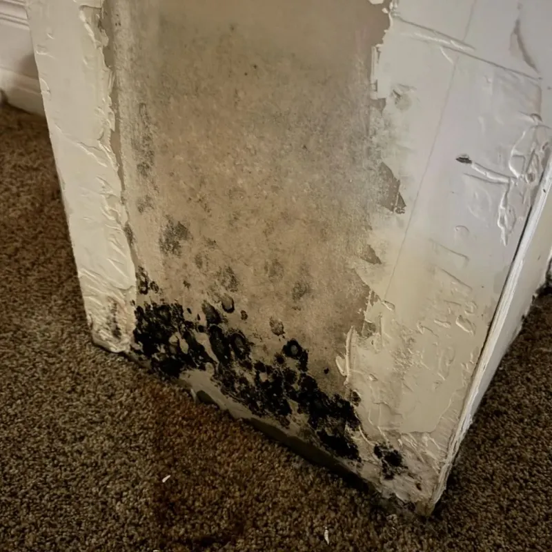 Professional Mold Removal in Guernsey County, OH